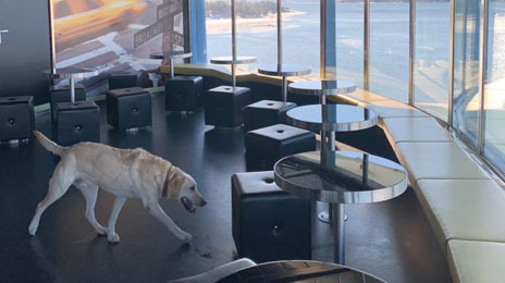 Poliisikoirat harjoituksissa Silja Serenaden yökerhossa.